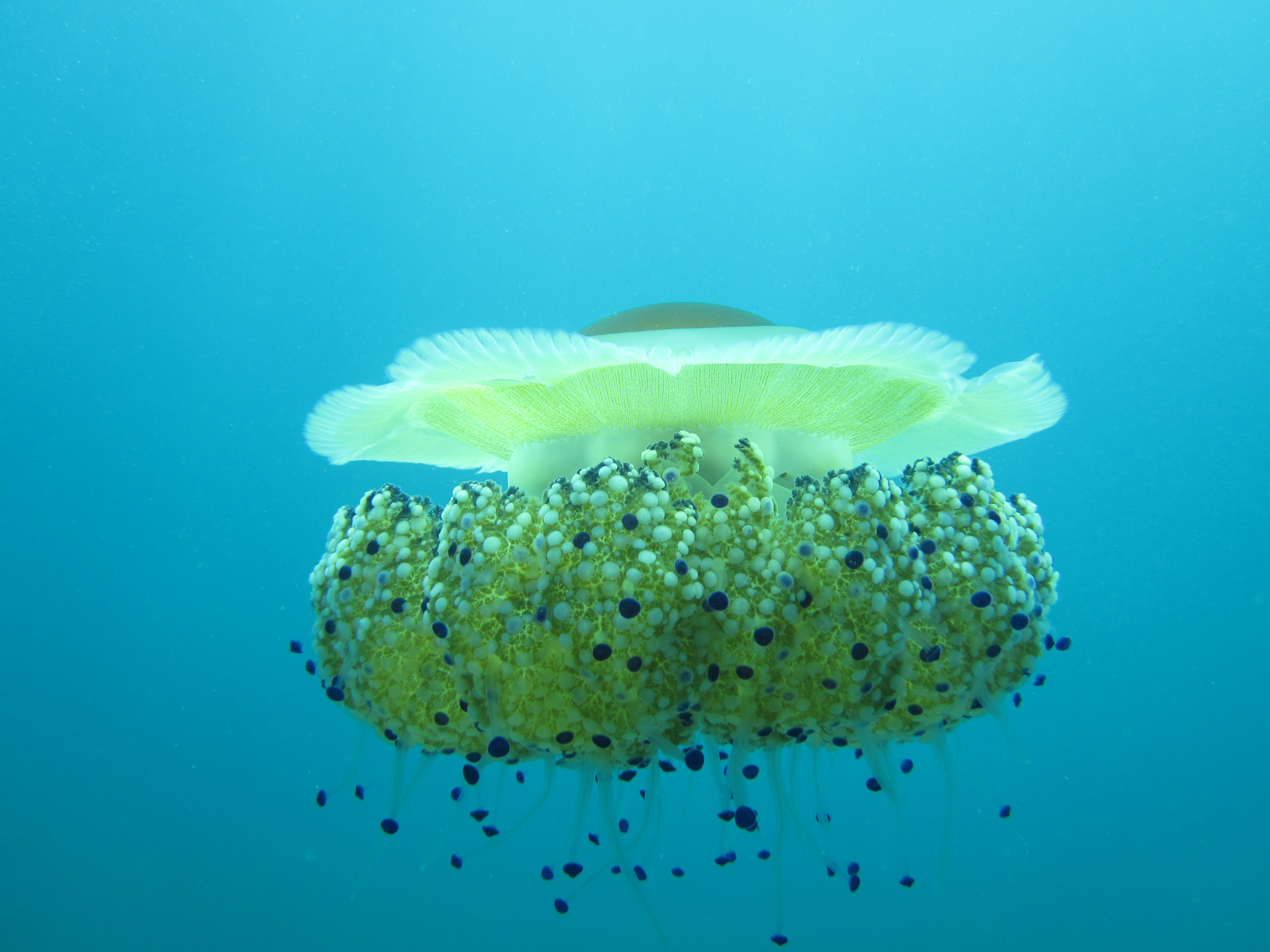 Discovery scuba diving to Alexandroupoli