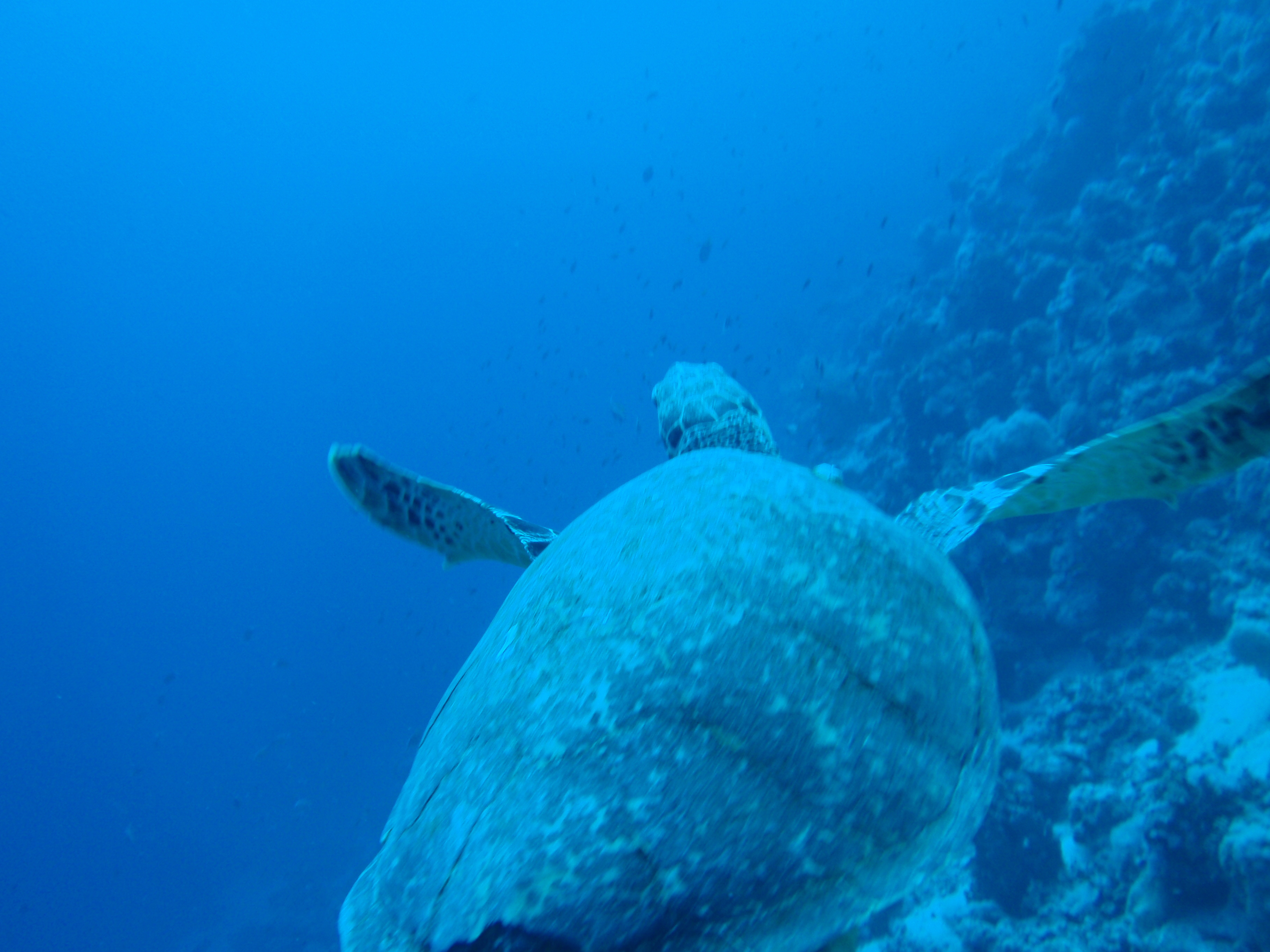 Scuba diving  at Samothraki