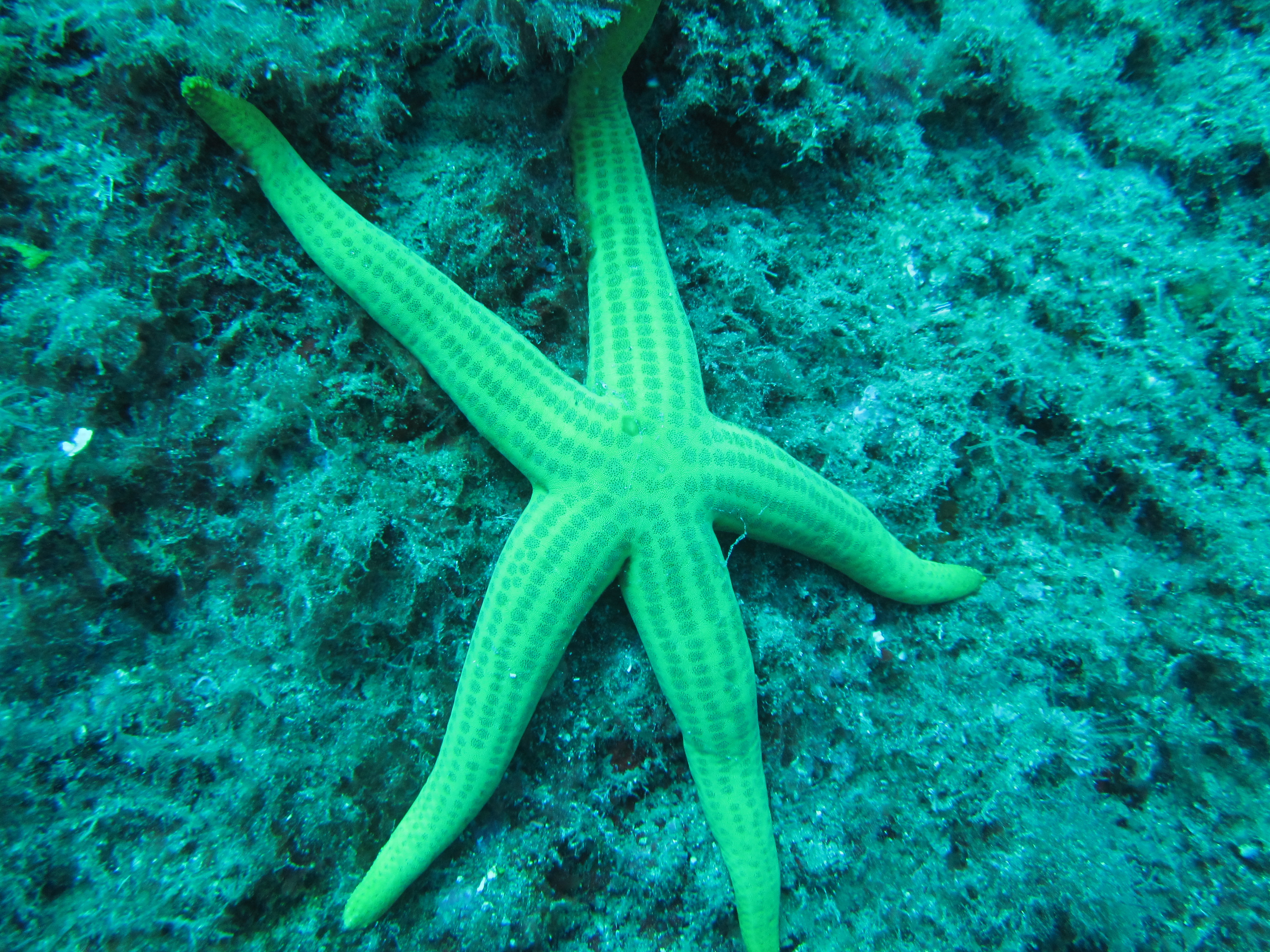 Discovery scuba diving to Alexandroupoli