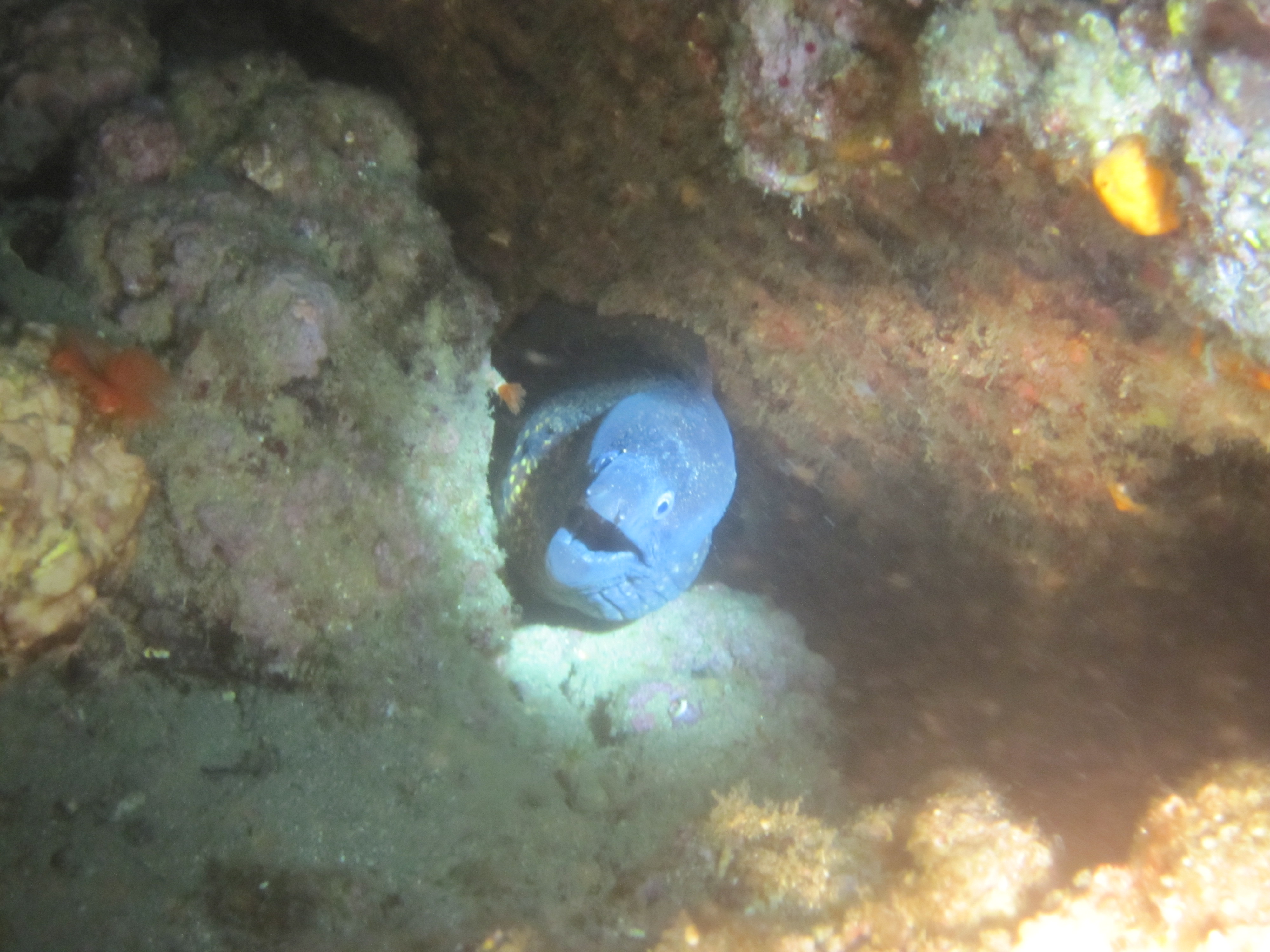 Scuba diving  at Samothraki