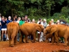 Elephant Orphanage and Giraffe Center 