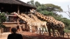Elephant Orphanage and Giraffe Center 