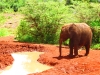Elephant Orphanage and Giraffe Center 
