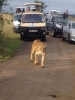 SunRise Game Drive  Nairobi National Park Safari