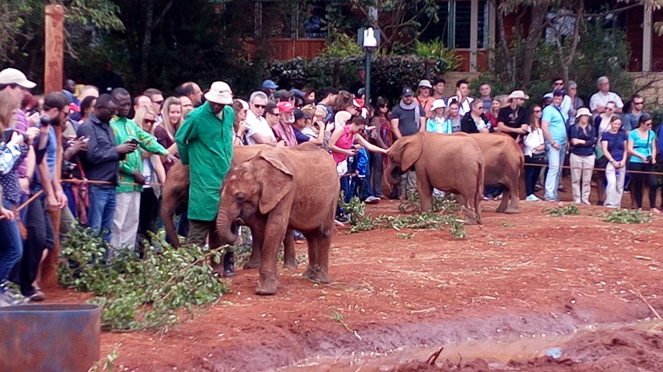 Elephant Orphanage and Giraffe Center 