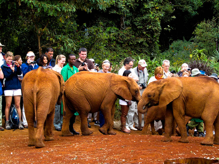 Elephant Orphanage and Giraffe Center 
