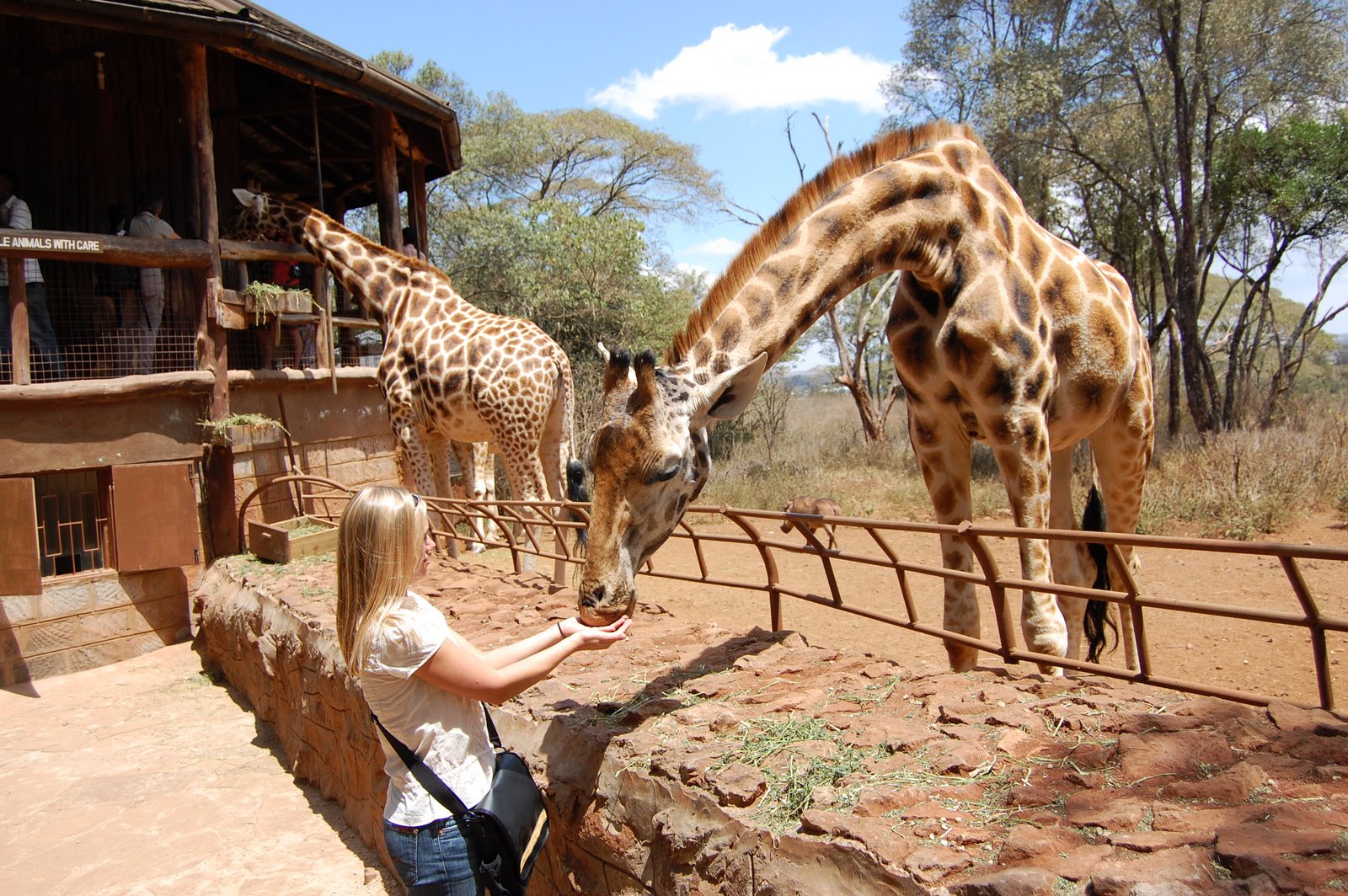 Elephant Orphanage and Giraffe Center 