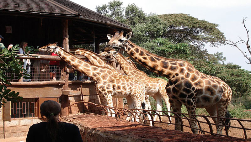 Elephant Orphanage and Giraffe Center 