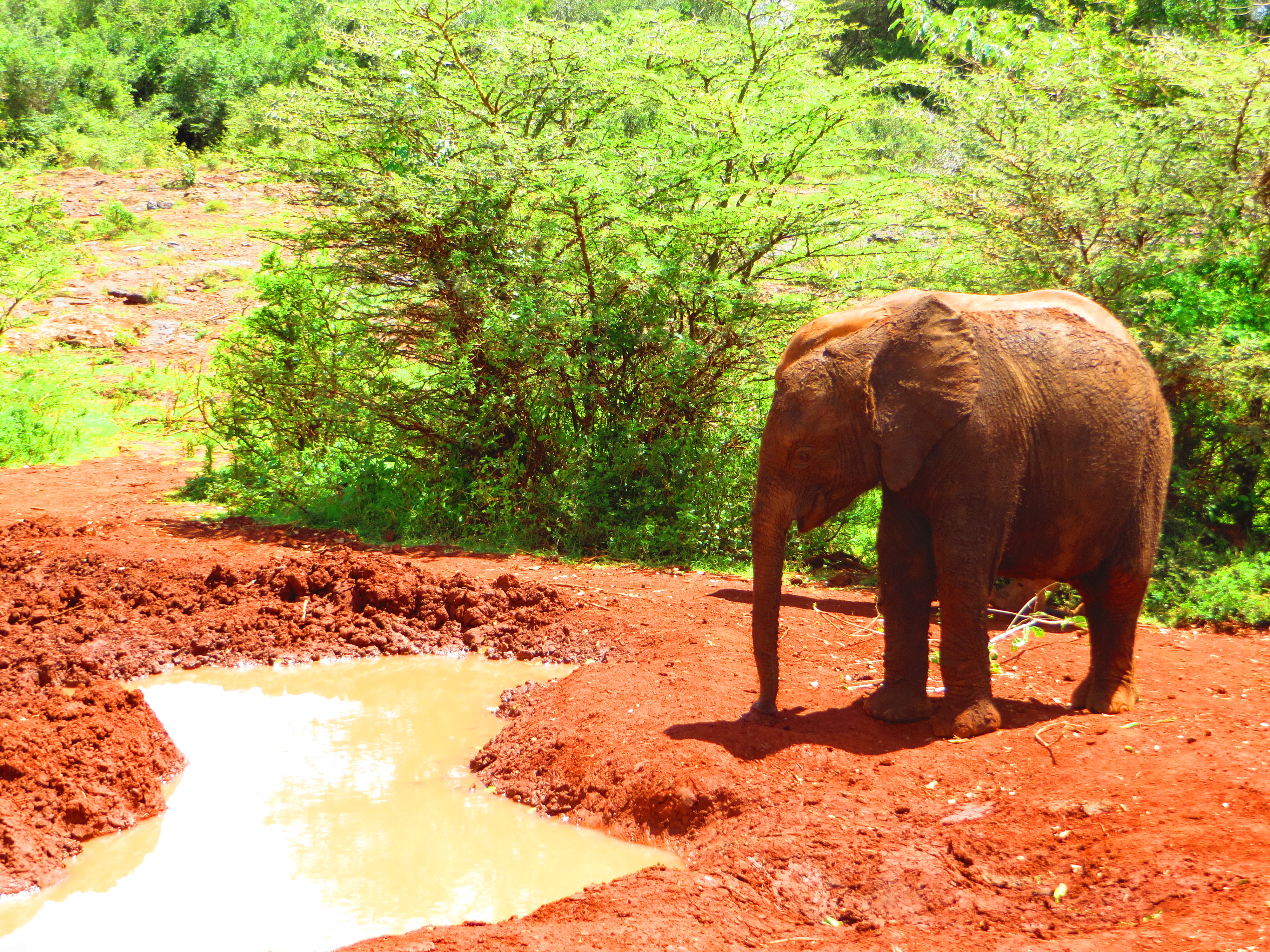 Elephant Orphanage and Giraffe Center 