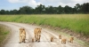 Kenya Masai Mara Safaris and Tours