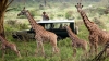 Kenya Masai Mara Safaris and Tours