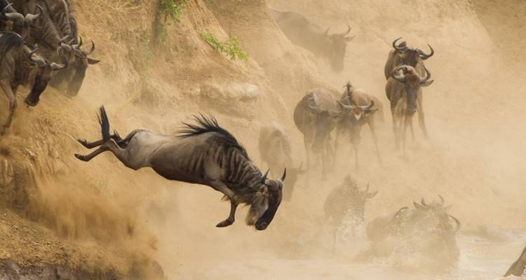 Kenya Masai Mara Safaris and Tours