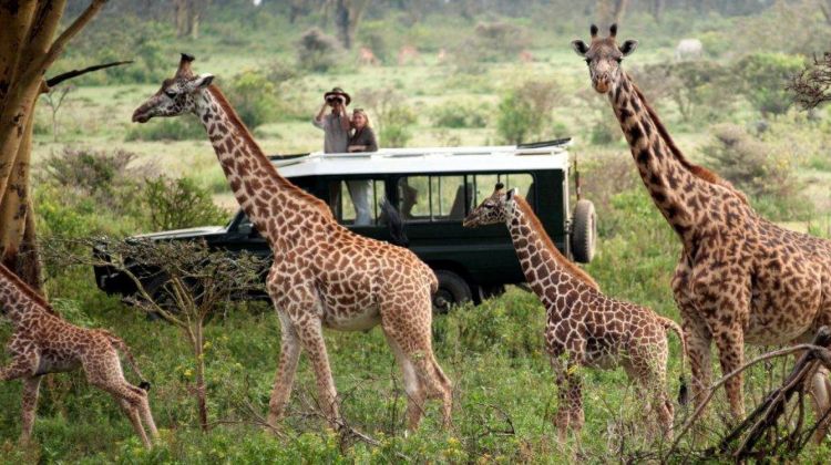 Kenya Masai Mara Safaris and Tours