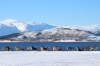 Tromso Reindeer Sledding: Half-day Reindeer Sledding Tour with Sami Culture & Lunch from Tromso