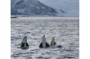 Whale Watching Cruise: Full-day Silent Whale Watching Cruise from Tromso