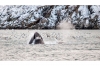 Whale Watching Cruise: Full-day Silent Whale Watching Cruise from Tromso