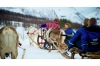 Tromso Reindeer Sledding: Full-day Sami Culture and Reindeer Sledding Experience