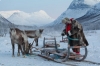 Tromso Reindeer Sledding: Full-day Sami Culture and Reindeer Sledding Experience