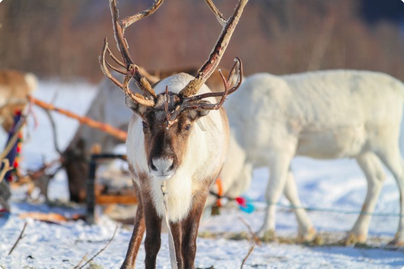 Tromso Reindeer Sledding: Full-day Sami Culture and Reindeer Sledding Experience