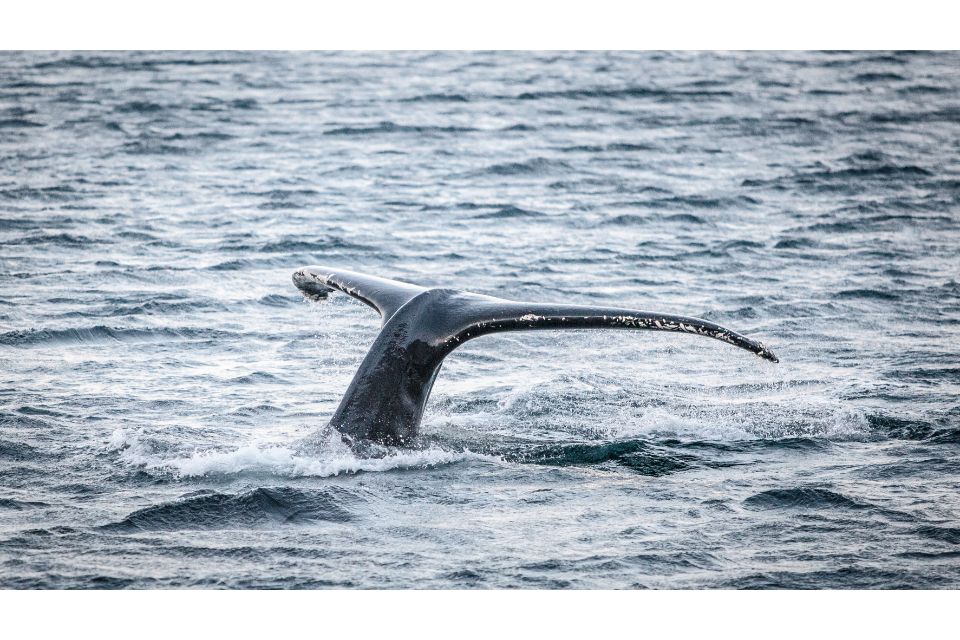 Whale Watching Cruise: Full-day Silent Whale Watching Cruise from Tromso