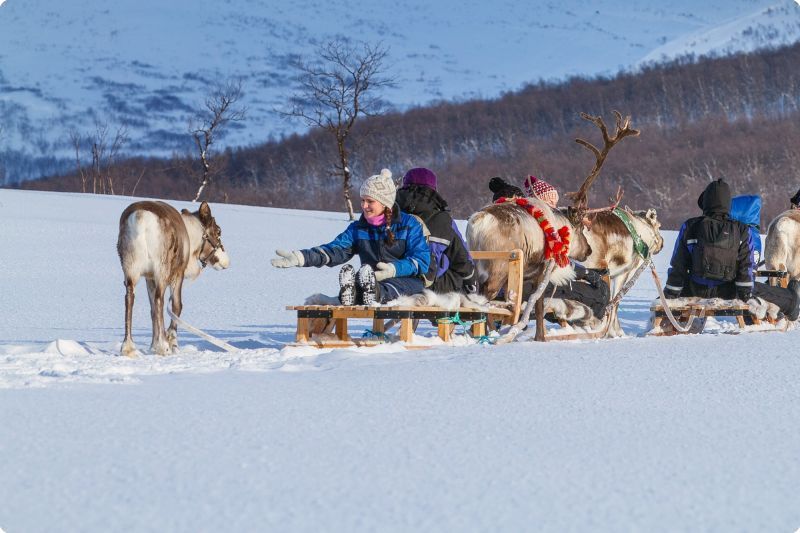 Tromso Reindeer Sledding: Full-day Sami Culture and Reindeer Sledding Experience