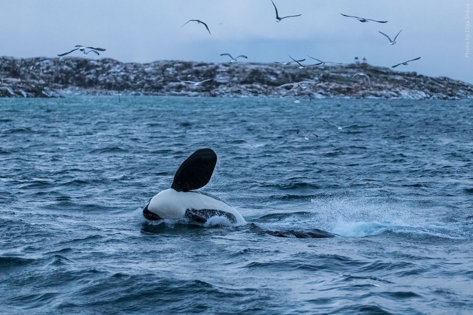 Whale Watching Cruise: Full-day Silent Whale Watching Cruise from Tromso