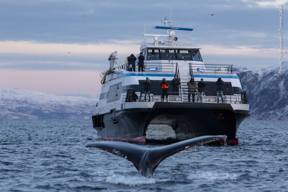 arctic whale tour tromso