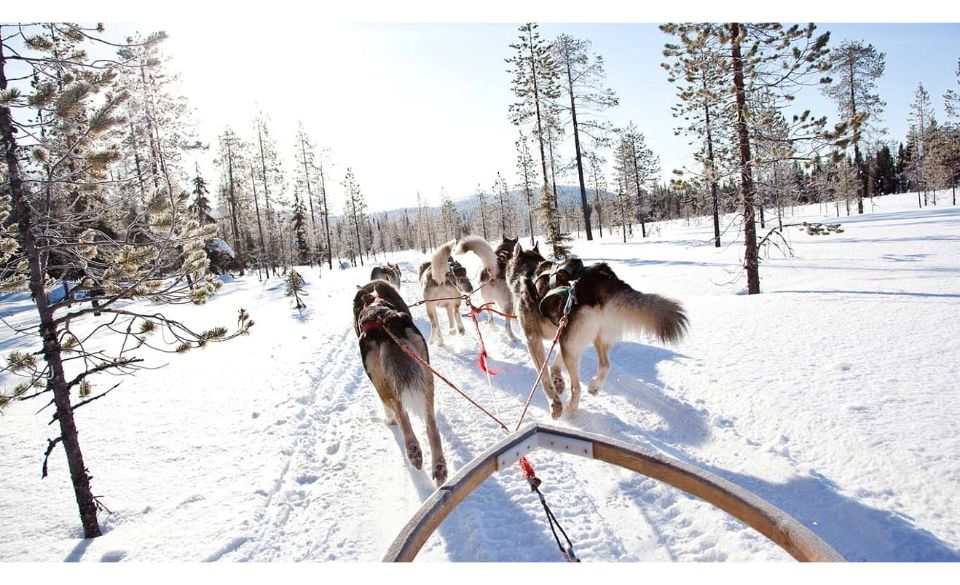 Rovaniemi Husky Ride: 10-km Rovaniemi Husky Ride Adventure