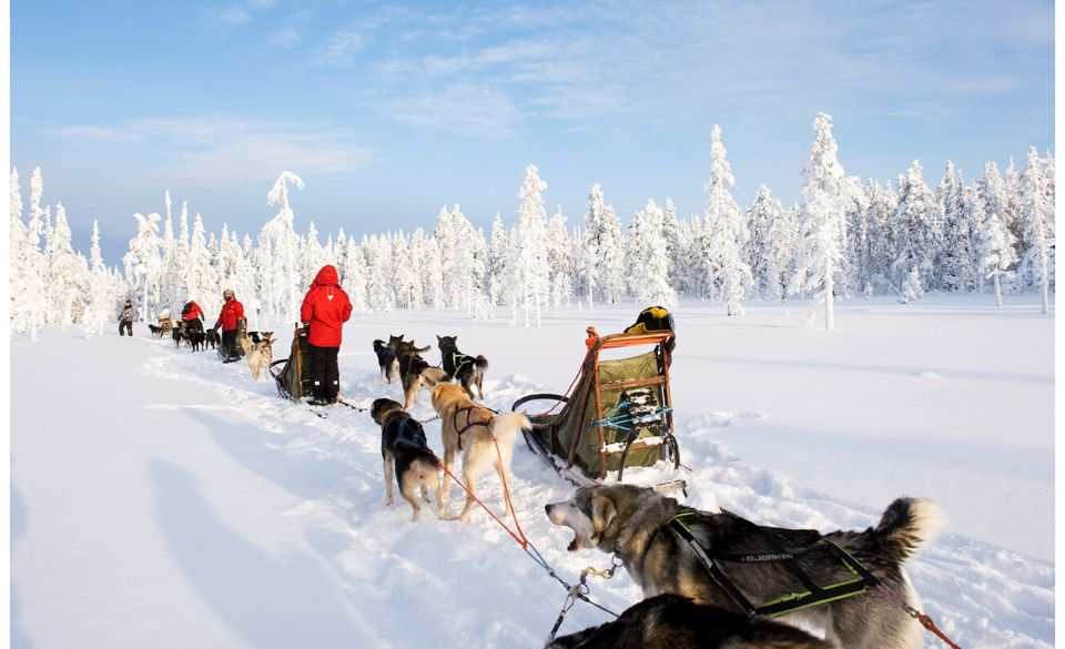 Rovaniemi Husky Ride: 10-km Rovaniemi Husky Ride Adventure