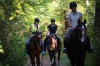 Dubrovnik Horse Riding: Half-Day Horse Riding Tour from Dubrovnik 