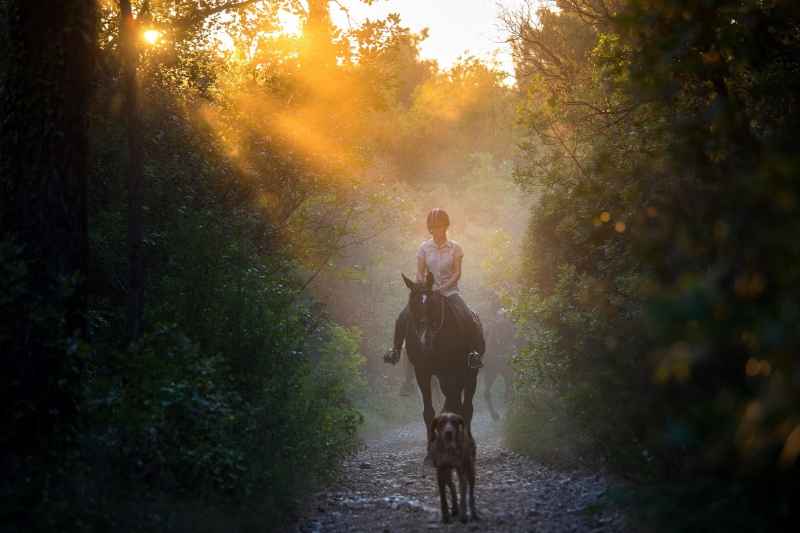 Dubrovnik Horse Riding: Half-Day Horse Riding Tour from Dubrovnik 