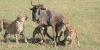6 Days Masai Mara-Lake Nakuru-Amboseli National Park