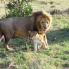 8 Days-Amboseli-Lake Naivasha-Lake Bogoria-Lake Nakuru-Masai Mara