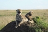 8 Days-Amboseli-Lake Naivasha-Lake Bogoria-Lake Nakuru-Masai Mara