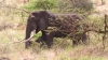 8 Days-Amboseli-Lake Naivasha-Lake Bogoria-Lake Nakuru-Masai Mara