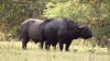 8 Days-Amboseli-Lake Naivasha-Lake Bogoria-Lake Nakuru-Masai Mara