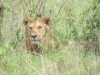 6 Days Masai Mara-Lake Nakuru-Amboseli National Park