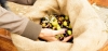 Nafplio Olive Tour: 2.5-hour Olive Oil Tasting Tour from Nafplio