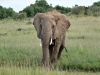 African Home Adventure Safaris 3 Days 2 Nights Masai Mara