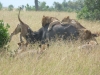 African Home Adventure Safaris 3 Days 2 Nights Masai Mara
