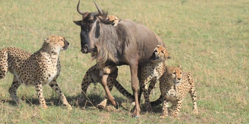 6 Days Masai Mara-Lake Nakuru-Amboseli National Park