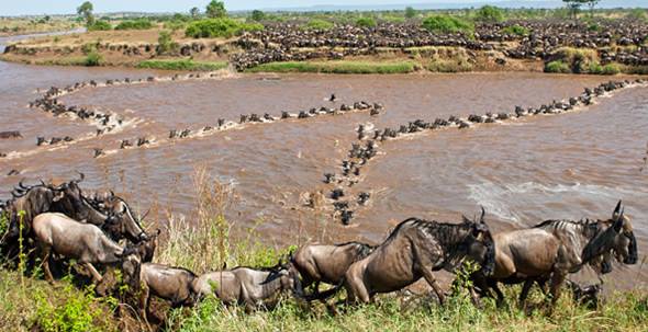 6 Days Masai Mara-Lake Nakuru-Amboseli National Park