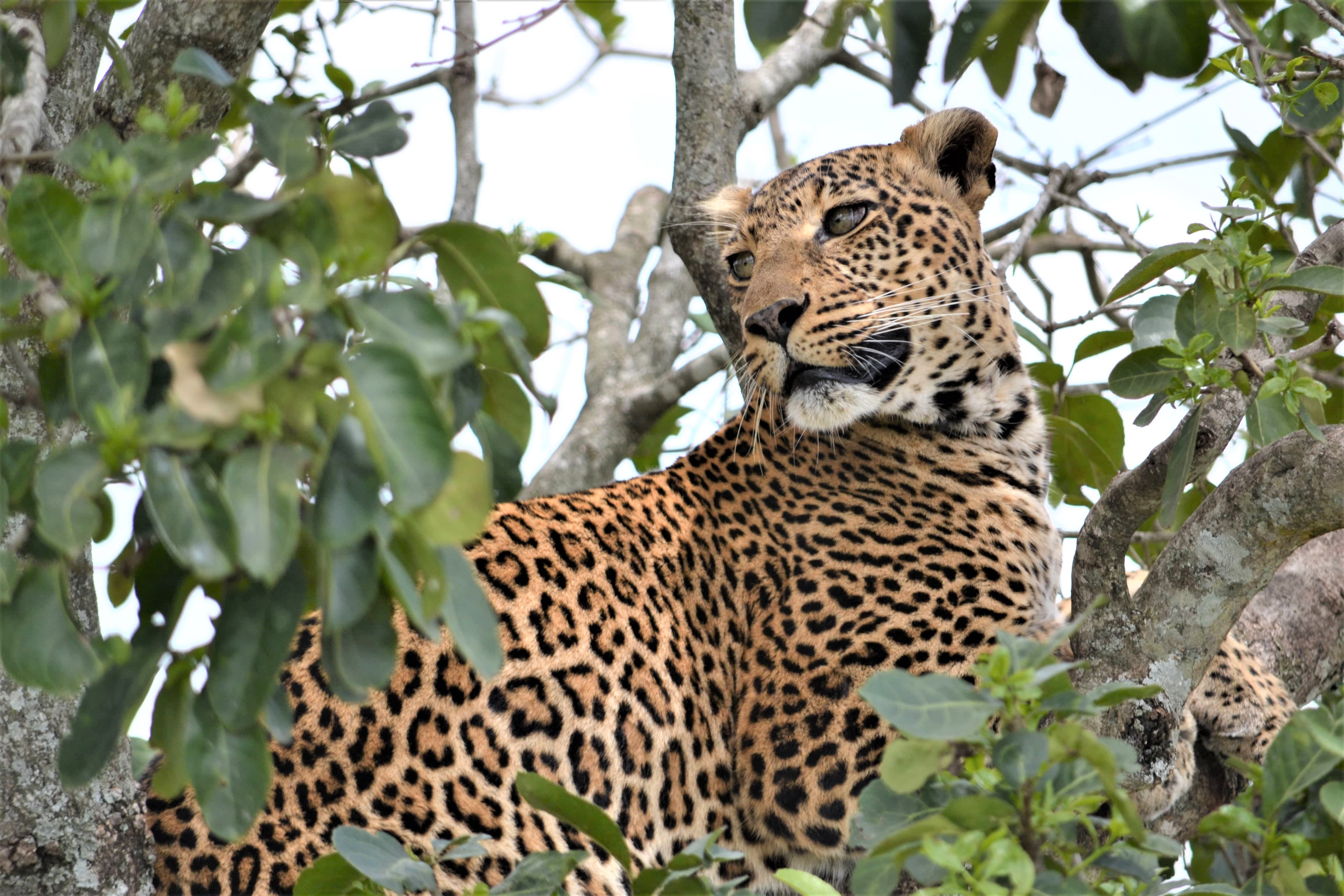 African Home Adventure Safaris 3 Days 2 Nights Masai Mara