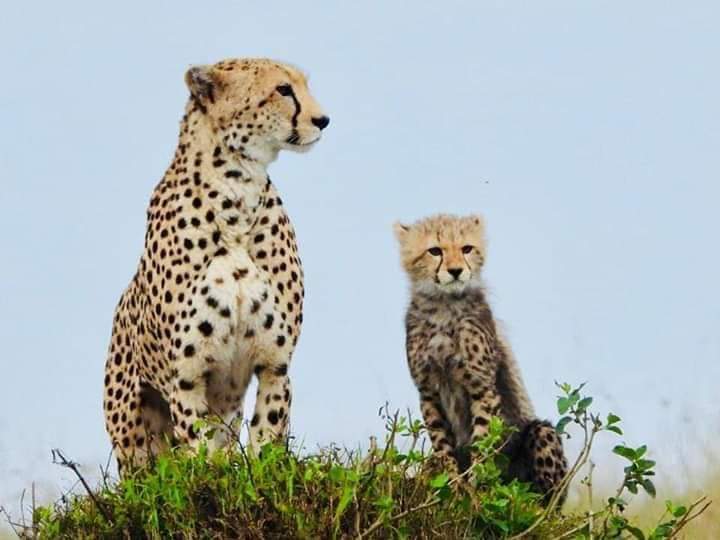 African Home Adventure Safaris 3 Days 2 Nights Masai Mara
