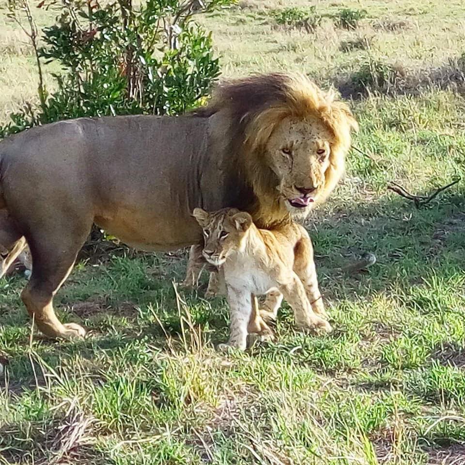 8 Days-Amboseli-Lake Naivasha-Lake Bogoria-Lake Nakuru-Masai Mara