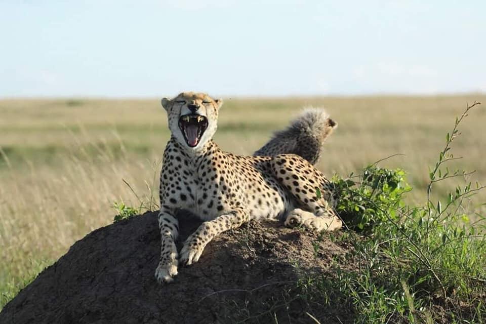 8 Days-Amboseli-Lake Naivasha-Lake Bogoria-Lake Nakuru-Masai Mara