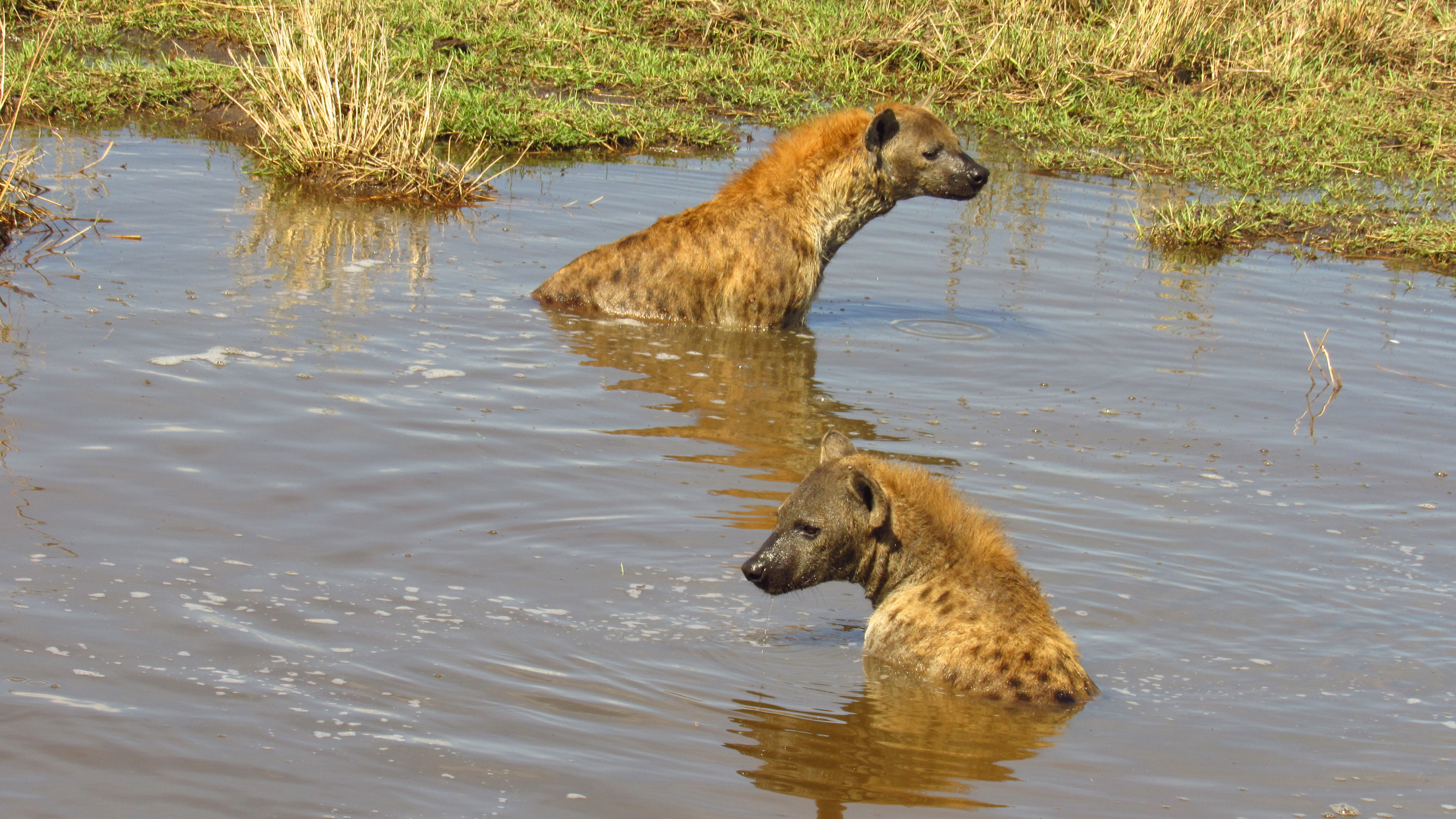 8 Days-Amboseli-Lake Naivasha-Lake Bogoria-Lake Nakuru-Masai Mara