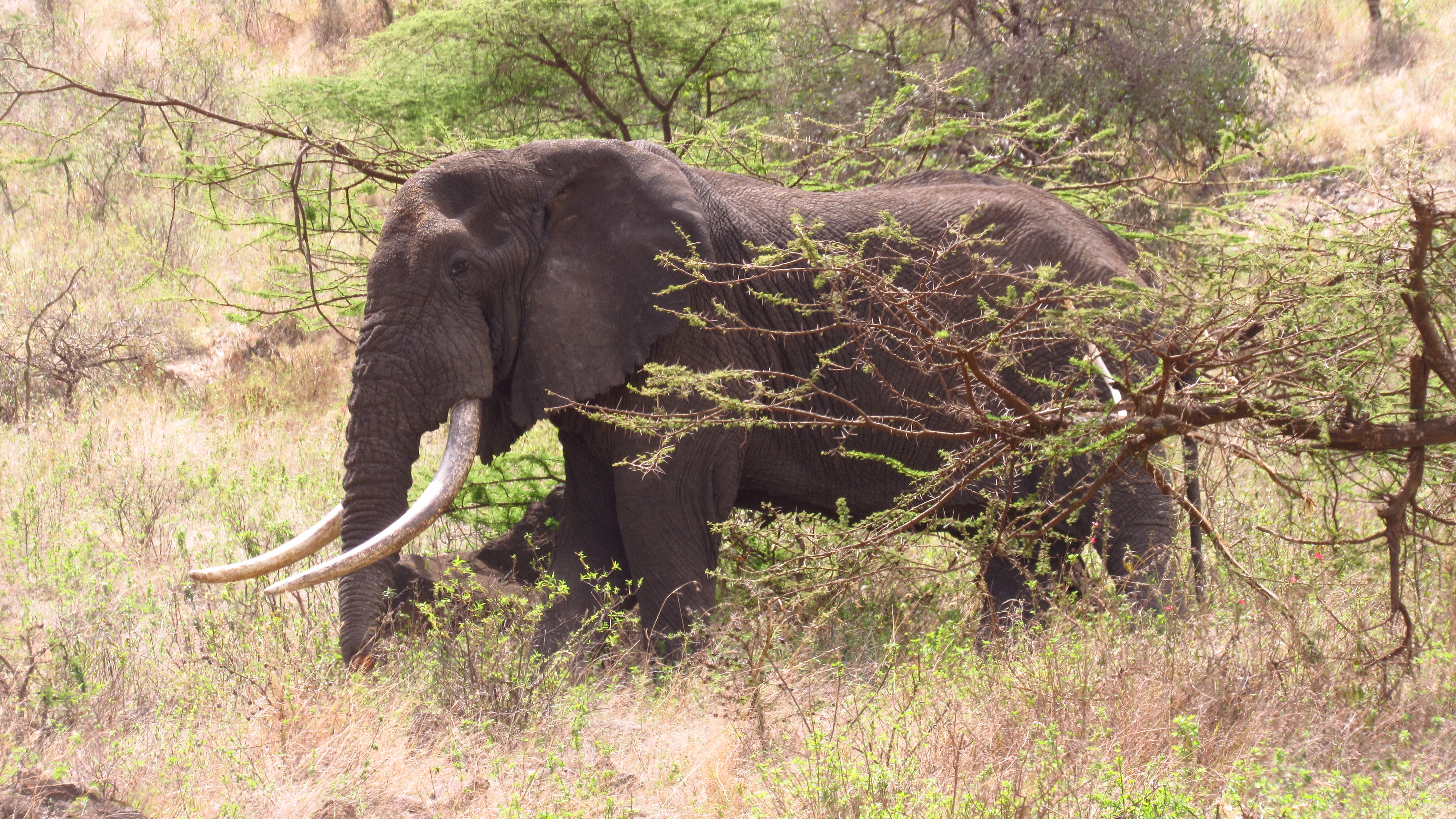 8 Days-Amboseli-Lake Naivasha-Lake Bogoria-Lake Nakuru-Masai Mara