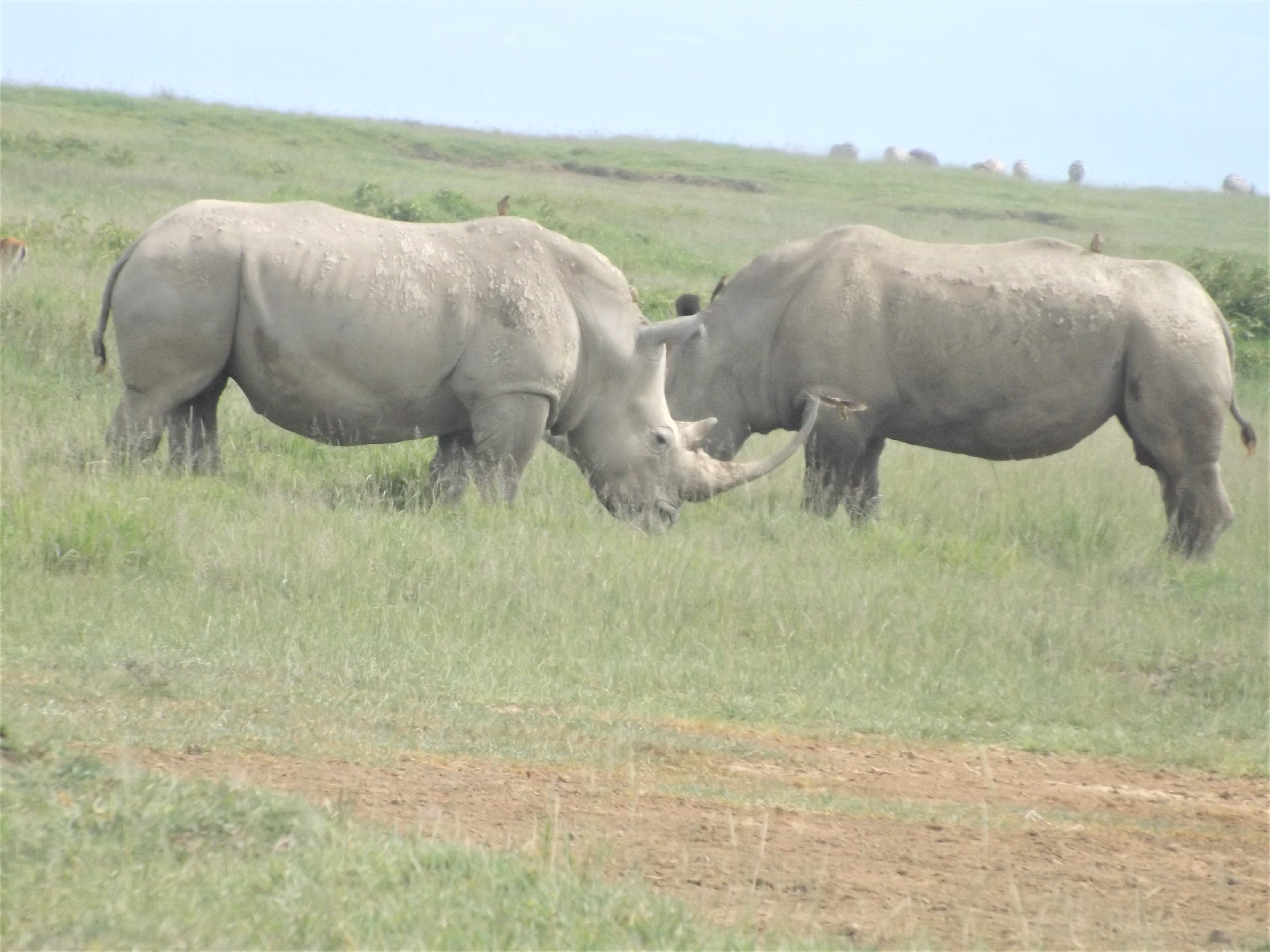 6 Days Masai Mara-Lake Nakuru-Amboseli National Park
