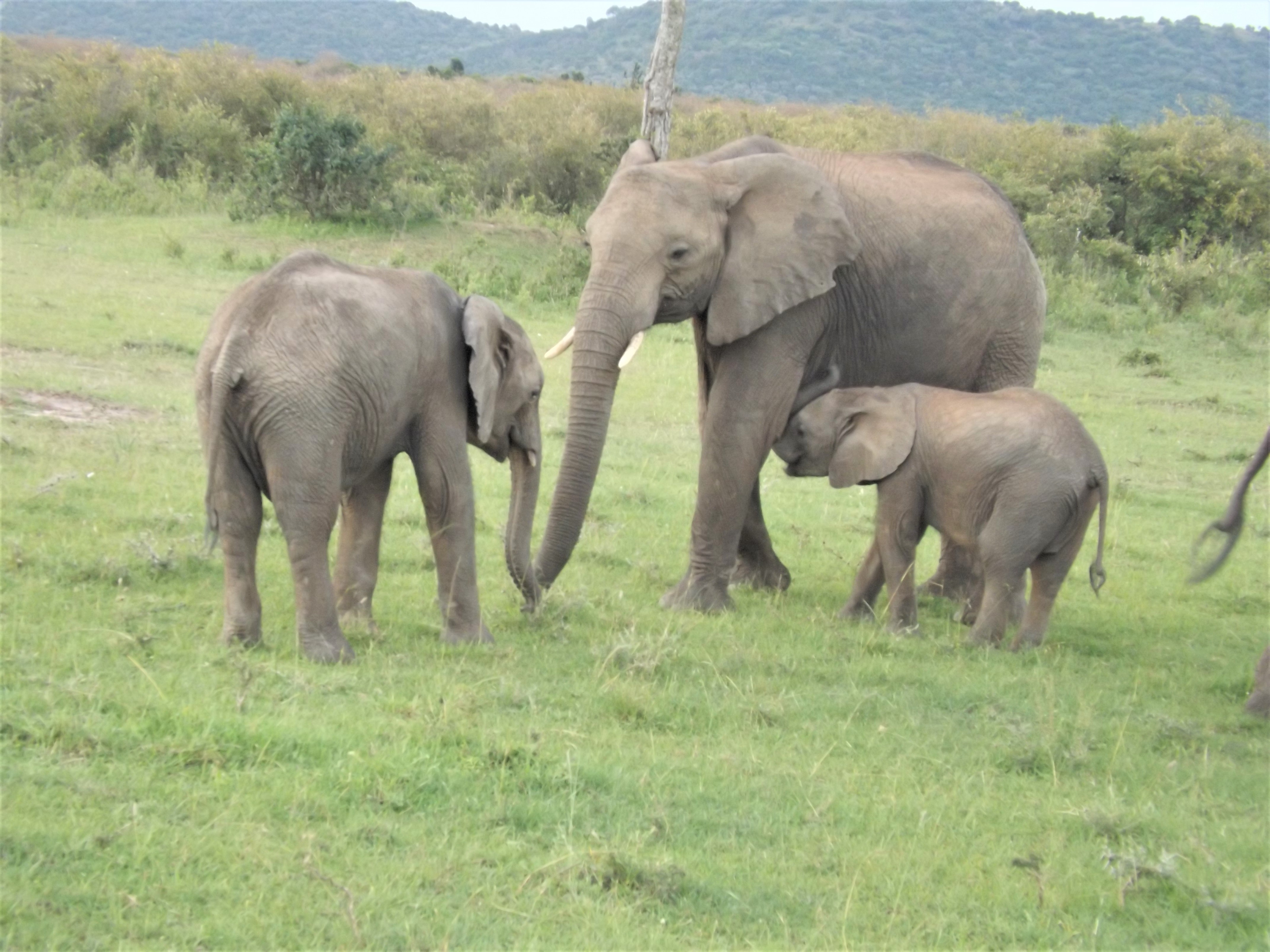 6 Days Masai Mara-Lake Nakuru-Amboseli National Park